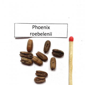 Daktylowiec niski (Phoenix roebelenii) nasiona