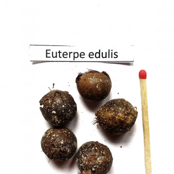 Euterpa jadalna - Sałatka milionerów (Euterpe edulis) nasiona