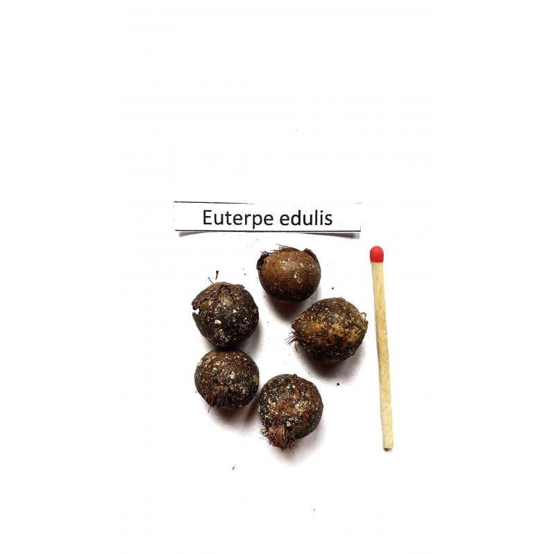 Euterpa jadalna - Sałatka milionerów (Euterpe edulis) nasiona