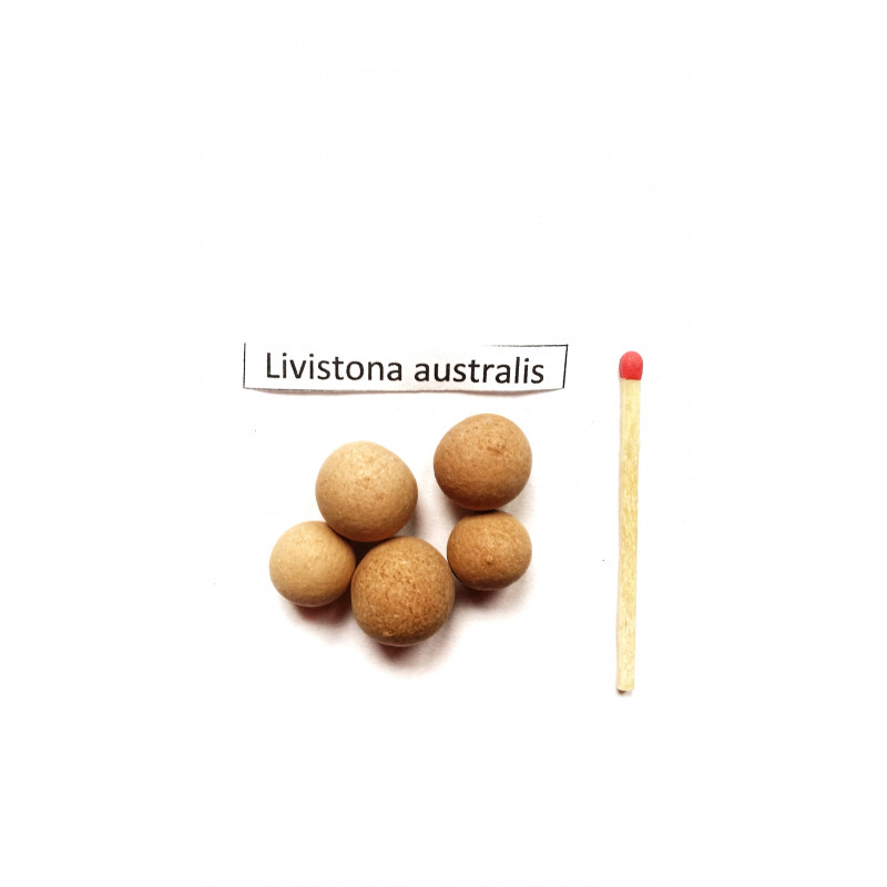 Liwistona australijska (Livistona australis) nasiona
