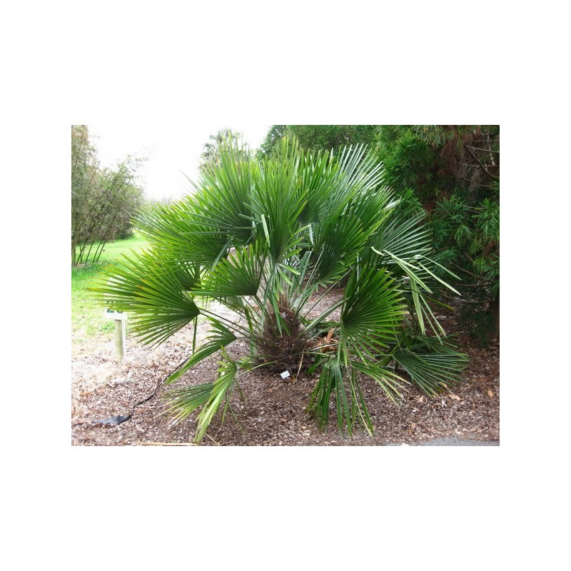 Palma igłowa (Rhapidophyllum hystrix) 3 nasiona