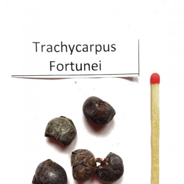 Szorstkowiec Fortunego (Trachycarpus fortunei) nasiona 