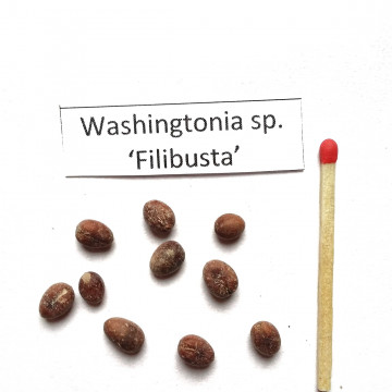 Waszyngtonia ‘Filibusta’ hybryda (Washingtonia sp. 'Filibusta') -  nasiona palmy