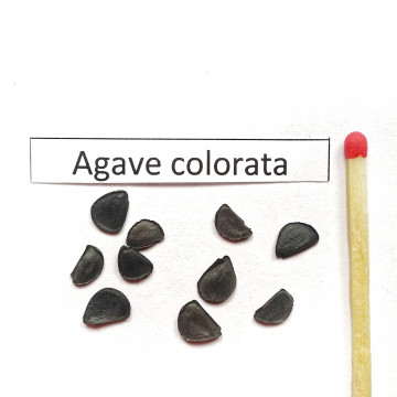 Agawa barwna (Agave colorata) nasiona
