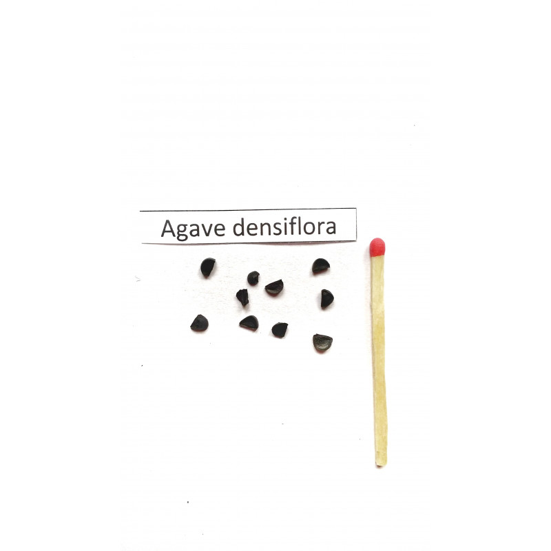 Agawa gęstokwiatowa (Agave densiflora) nasiona