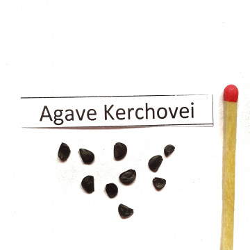 Czerwona agawa (Agave kerchovei) nasiona