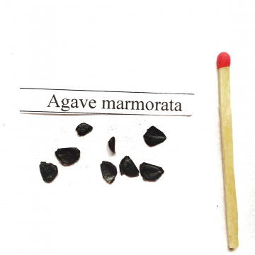 Agawa marmurowa (Agave marmorata) nasiona