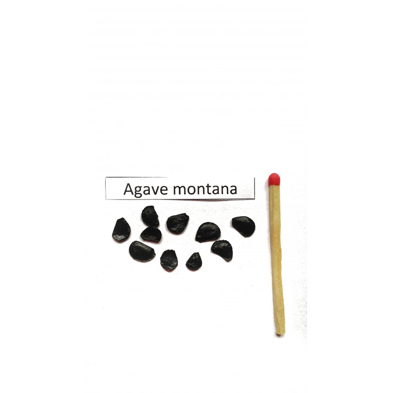 Agawa górska (Agave montana) nasiona