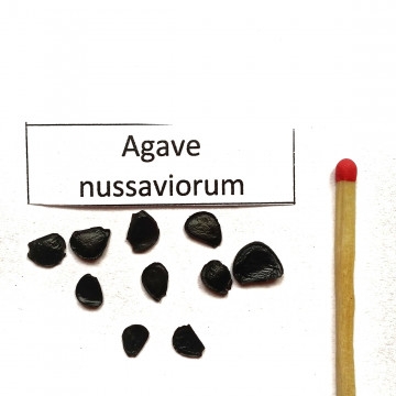 Agawa Papalome (Agave nussaviorum) nasiona