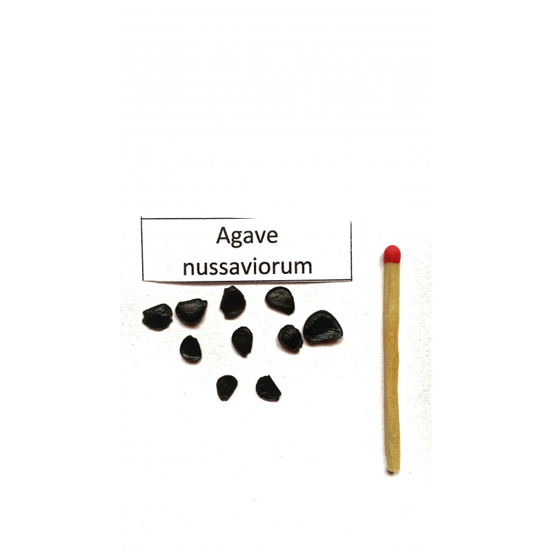 Agawa Papalome (Agave nussaviorum) nasiona