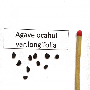 Agawa długolistna (Agave ocahui var. longifolia) nasiona