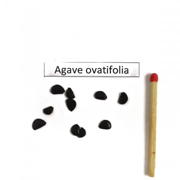 Agawa Whale's Tongue (Agave ovatifolia) nasiona