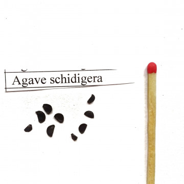 Agawa Schidigera (Agave schidigera) nasiona