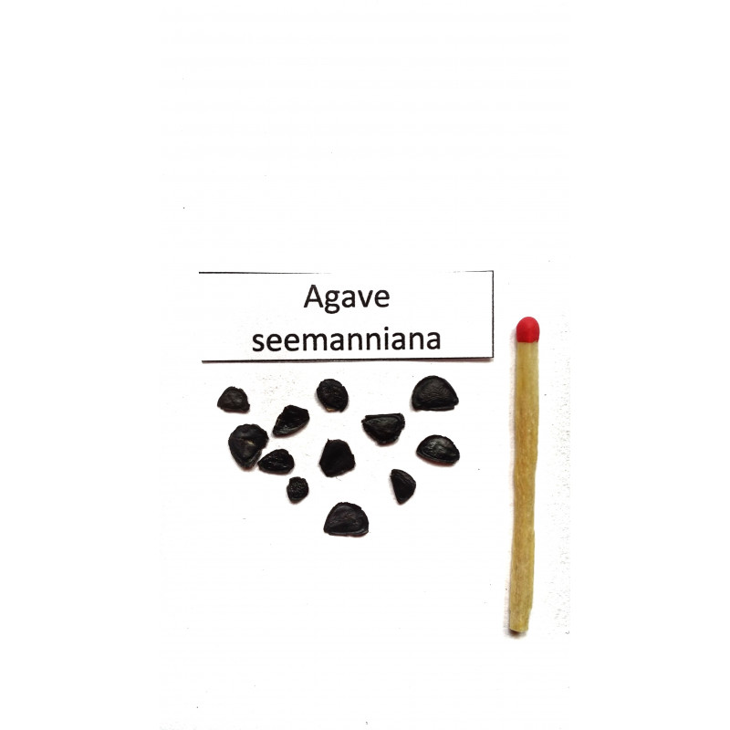 Agawa Seemanna (Agave seemanniana) nasiona