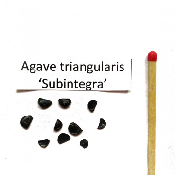 Agawa trójątna (Agave trangularis var. subintegra) nasiona