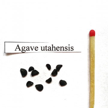 Agawa mrozoodporna (Agave utahensis var. nevadensis) nasiona