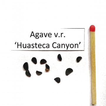 Agawa Królowej Wiktorii (Agave victoriae-reaginae) nasiona