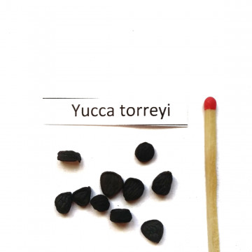 Liście jak sztylety Juka Torrey'ego (Yucca torreyi) nasiona