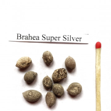 Palma Brahea "Super SIlver"  (Brahea armata) nasiona 