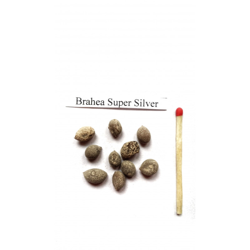 Palma Brahea "Super SIlver"  (Brahea armata) nasiona 
