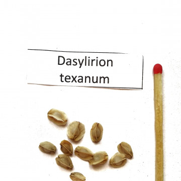 Sotol dasylirion (Dasylirion texanum) nasiona