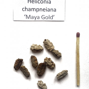 Helikonia 'Maya Gold' (Heliconia champneiana 'Maya Gold')  nasiona