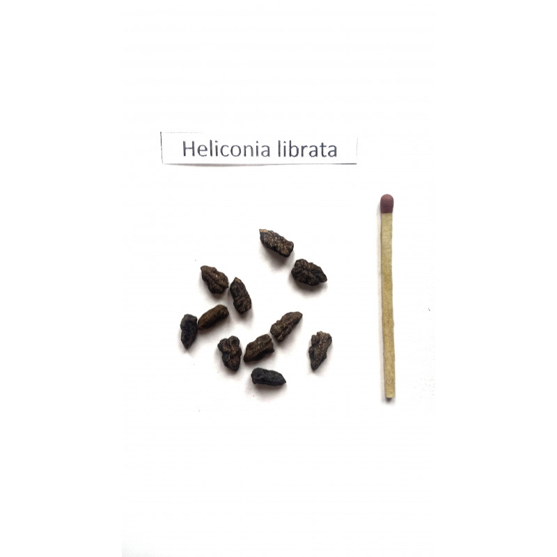 Helikonia (Heliconia librata) -  nasiona