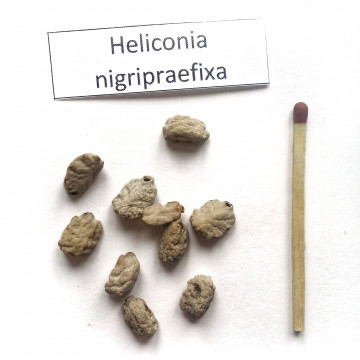 Helikonia (Heliconia nigripraefixa)  nasiona