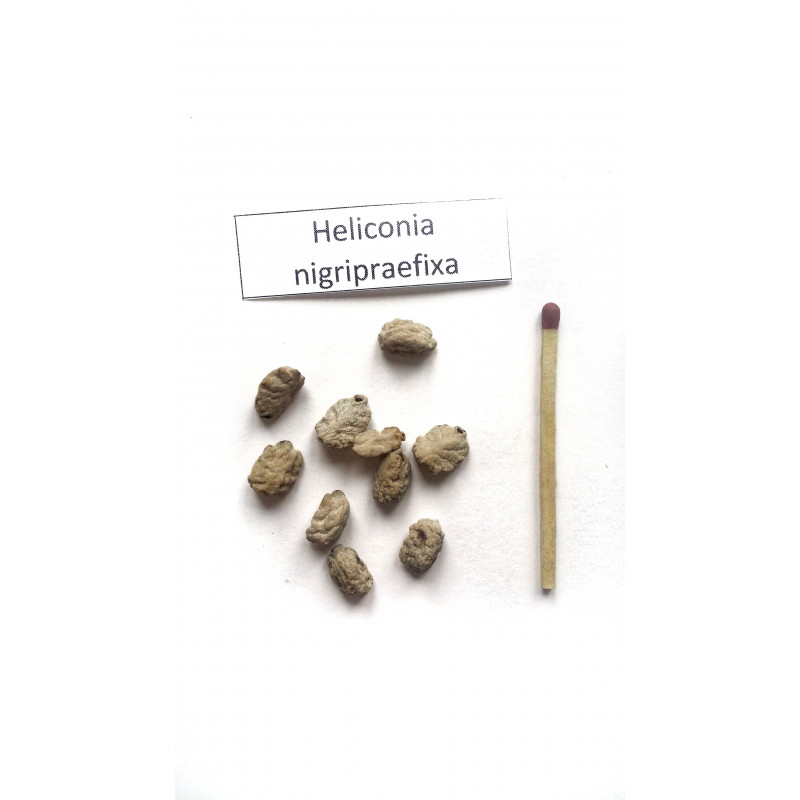 Helikonia (Heliconia nigripraefixa)  nasiona