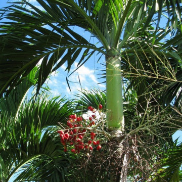 Palma bożonarodzeniowa (Adonidia merrillii) 3 nasiona