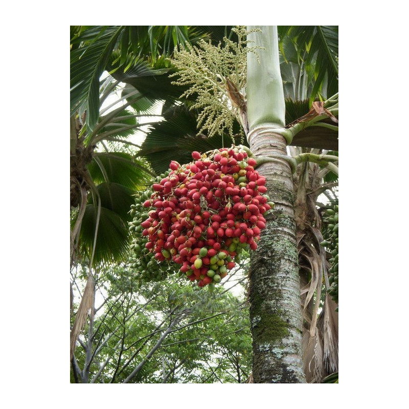 Palma bożonarodzeniowa (Adonidia merrillii) 3 nasiona