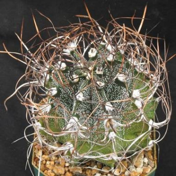 Kaktus 'Kozie rogi' (Astrophytum capricorne) 3 nasiona