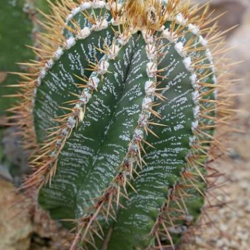Kaktus 'Czapka biskupa' (Astrophytum ornatum) 3 nasiona