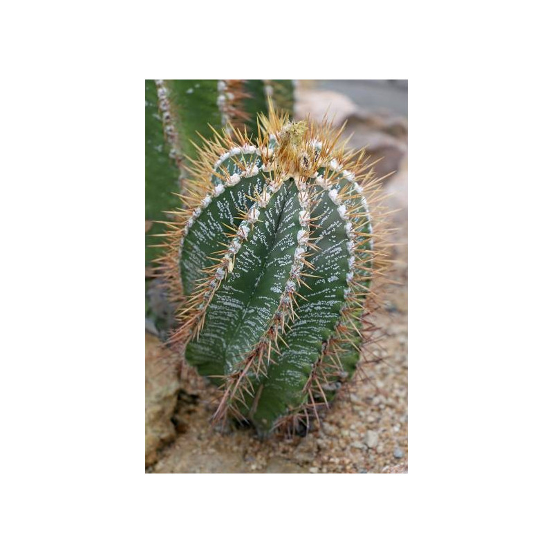 Kaktus 'Czapka biskupa' (Astrophytum ornatum) 3 nasiona