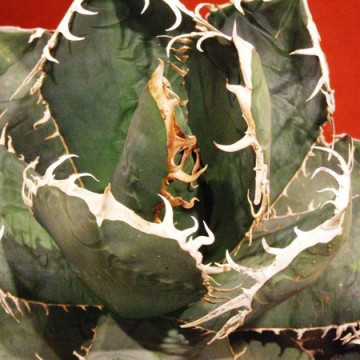 Agawa tytanowa (Agave titanota)  nasiona - wyjątkowe białe kolce