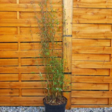 Czerwony bambus (Fargesia jiuzhaigou 'Genf') 10l