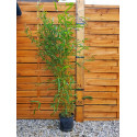 Bambus fylostachys złotobruzdowy (Phyllostachys aureosulcata 'Aureocaulis') sadzonka 5 l