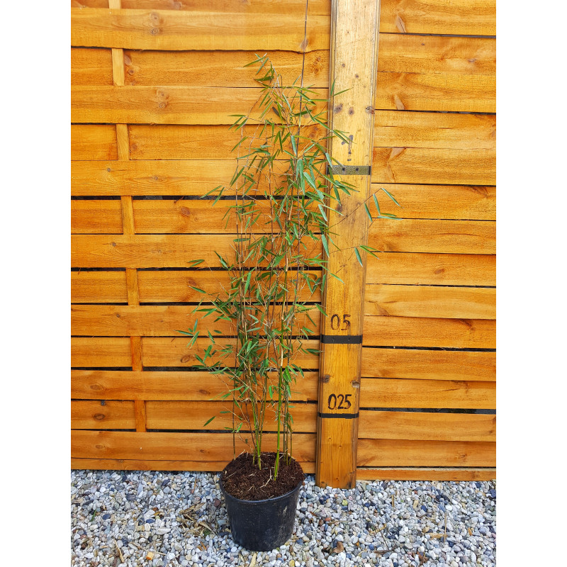 Czerwony bambus (Fargesia jiuzhaigou 4) - sadzonka 5l
