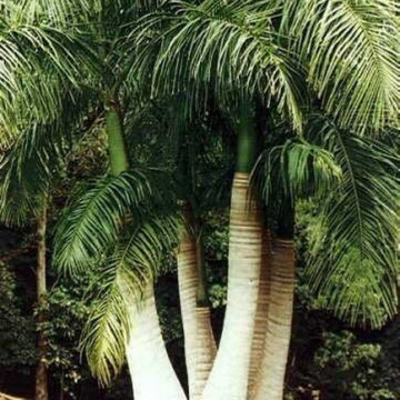 Kubańska palma królewska (Roystonea regia) nasiona
