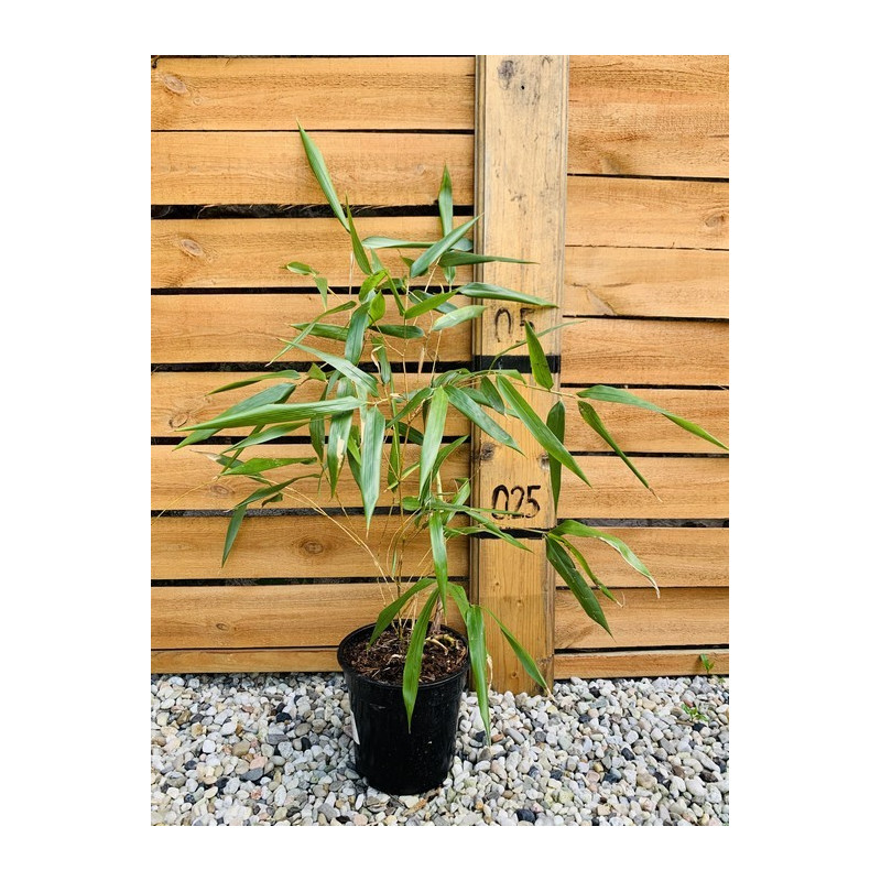 Bambus fylostachys złotobruzdowy (Phyllostachys aureosulcata 'Aureocaulis') sadzonka 2,5 l