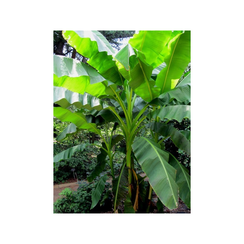 Bananowiec mrozoodporny (Musa basjoo) sadzonka