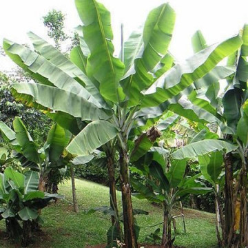 Banan Grand Nian (Musa acuminata 'Grand Nian') sadzonka