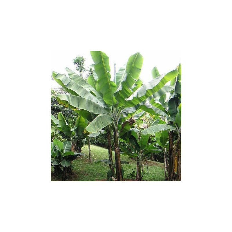 Banan Grand Nian (Musa acuminata 'Grand Nian') sadzonka