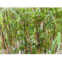 Fargesia Asian Wonder (Fargesia scabrida) sadzonka