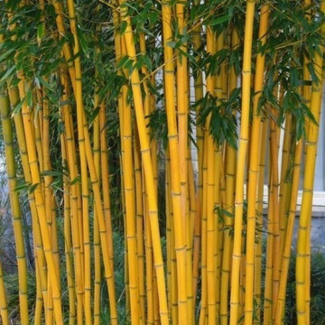 Zestaw 3 dużych bambusów: filostachys złotobruzdowy 'Aureocaulis' (Phyllostachys aureosulcata) 5 l