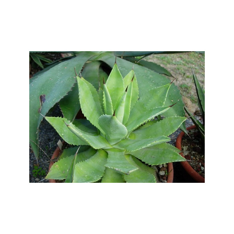 Agawa Seemanna (Agave seemanniana) nasiona