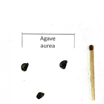 Agawa złocista (Agave aurea) 3 nasiona