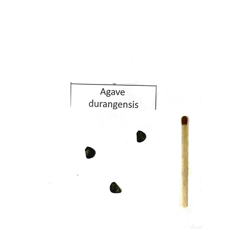 Agawa z Durango (Agave durangensis) 3 nasiona