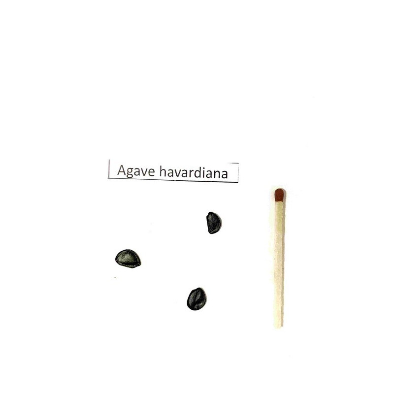 Agawa Havarda (Agave havardiana) mrozoodporna -23 st C