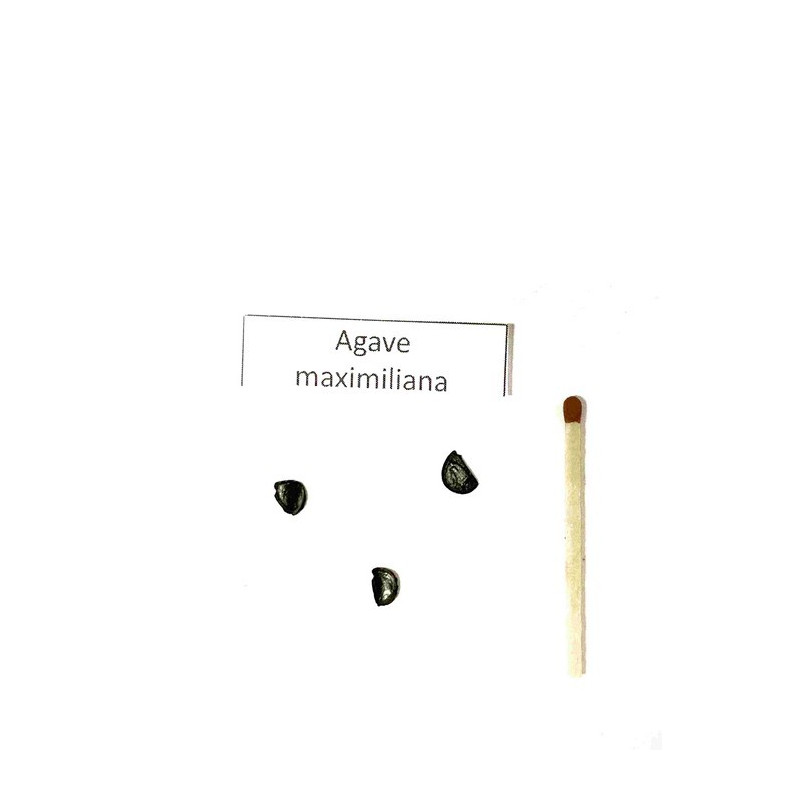 Agawa Maximiliana (Agave maximiliana) 3 nasiona